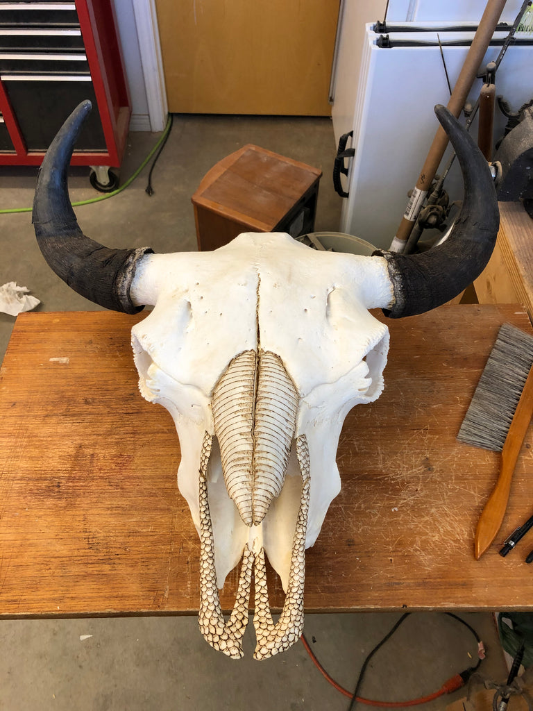 Started a new Pyrography work on another Buffalo skull.
