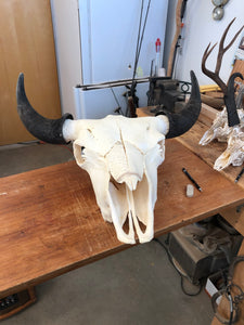 Starting new project: P #19 Pyrography on Buffalo Skull.