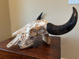 P #25, Pyrography on American Bison Skull, titled “The Medicine Bull”