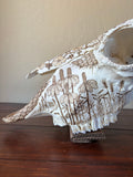 P #26, Pyrography on American Bison Skull, titled “Resilience”.