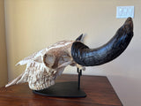 P #28, Pyrography on American Bison Skull, titled “Cheii”.