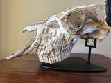 P #28, Pyrography on American Bison Skull, titled “Cheii”.