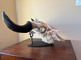 P #28, Pyrography on American Bison Skull, titled “Cheii”.