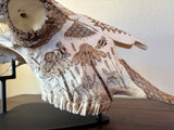P #28, Pyrography on American Bison Skull, titled “Cheii”.