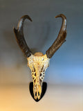 P #21, Pyrography on Pronghorn Skull, Titled “Fafnir”