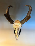P #21, Pyrography on Pronghorn Skull, Titled “Fafnir”