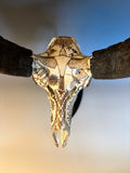 P #22, Pyrography on Pronghorn Skull, Titled “Home on the Range”