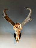 P #23, Pyrography on Pronghorn Skull, Titled “Prairie Monarchs”