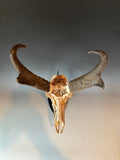 P #23, Pyrography on Pronghorn Skull, Titled “Prairie Monarchs”