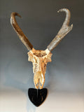 P #23, Pyrography on Pronghorn Skull, Titled “Prairie Monarchs”
