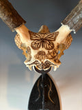 P #23, Pyrography on Pronghorn Skull, Titled “Prairie Monarchs”