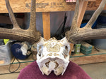 P #16, Pyrography on Bull Elk Skull.